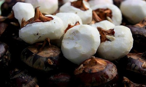 中药里生虫子-中药里面有活虫子网 - 网站提供中药里面有虫子是怎么回事小常识、中药里面有活虫子怎么办
